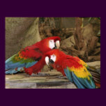 Parrots Looking At You