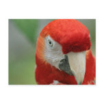 Parrots of the Caribbean Post Cards