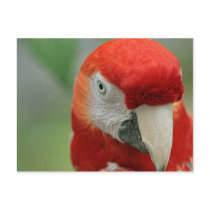 Parrots of the Caribbean postcards