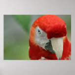 Parrots of the Caribbean Print