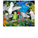Parrots of the World Babydoll Tee t-shirts