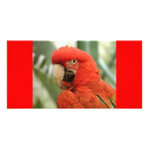 Parrots Photo Card