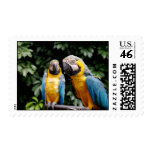 Parrots