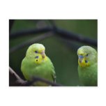 Parrots Post Cards
