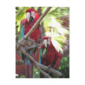 Parrots Postcard