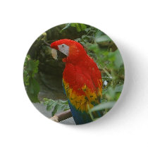 Parrots - scarlette macaw buttons
