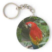 Parrots - scarlette macaw keychains