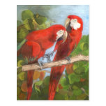 Parrots Sharing Secrets Post Card