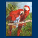 Parrots Sharing Secrets postcards