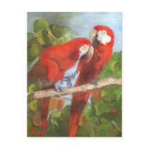 Parrots Sharing Secrets Post Card