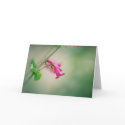 Parry's Penstemon, Arizona Wildflower cards by nlarson Parry's Penstemon, Arizona Wildflower cards