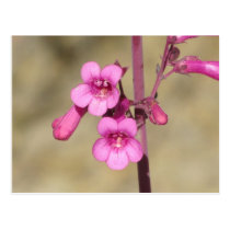 Parry's Penstemon Postcard postcards