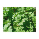 Parsley Green Postcards