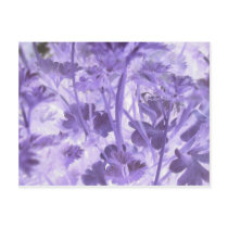 Parsley Print postcards
