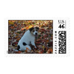Parson Jack Russell Terrier Postage Stamp