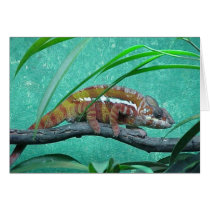 Parson's Chameleon cards