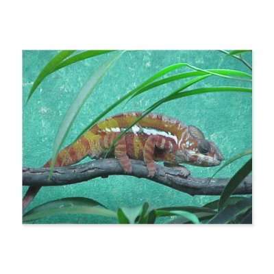 "Parson's Chameleon" Postcard by smilodonart