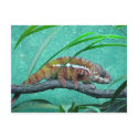 "Parson's Chameleon" Postcard by smilodonart "Parson's Chameleon" Postcard