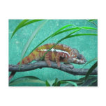 "Parson's Chameleon" Postcard