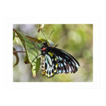 Parthenos Sylvia Violacae Poster