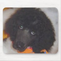 Parti Color Standard Poodle mousepads by lovemydogs22 Parti Color Standard Poodle mousepads