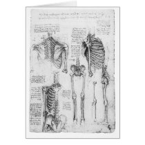 Partial Ribs and Pelvic Vintage Skeletal Diagram Greeting Cards