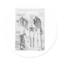 Partial Ribs and Pelvic Vintage Skeletal Diagram Round Sticker