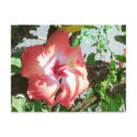 Partial Shade Postcard