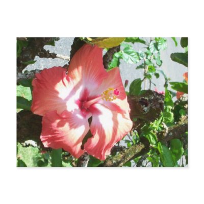 Partial Shade Postcard by sunsett76