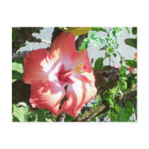 Partial Shade Postcard