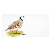 Partridge: Chukar photo cards by diane_jacky Partridge: Chukar photo cards