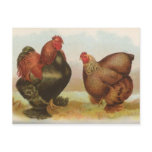 Partridge Cochins Post Card