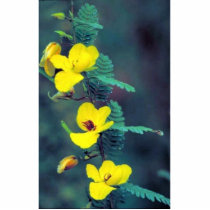 Partridge Pea Photo Sculptures