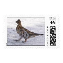 Partridge Strut Postage Stamp