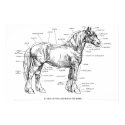 Parts of the Horse Poster