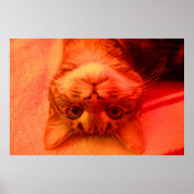 Party Cat Posters