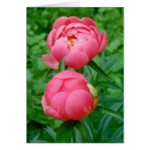 Pas de Deux Greeting Cards