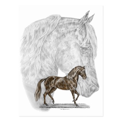 Paso Fino Horse Art Postcard
