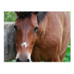 Paso Fino Horse Postcard