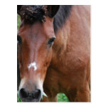 Paso Fino Horse Postcard