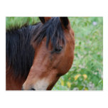 Paso Fino Postcard