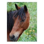 Paso Fino Postcard