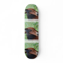 Paso Fino Skateboard