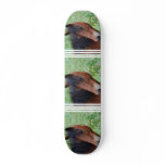 Paso Fino Skateboard
