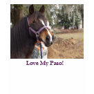 ladies_fitted_spaghetti - This is a women's tee for the Paso Fino lover at heart.