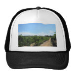 Paso Robles, California, Wine Country hats