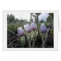 Pasque Flower cards