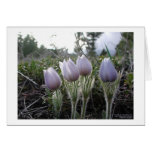 Pasque Flower cards