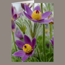 Pasque Flower or Pulsatilla cards