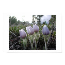 Pasque Flower posters